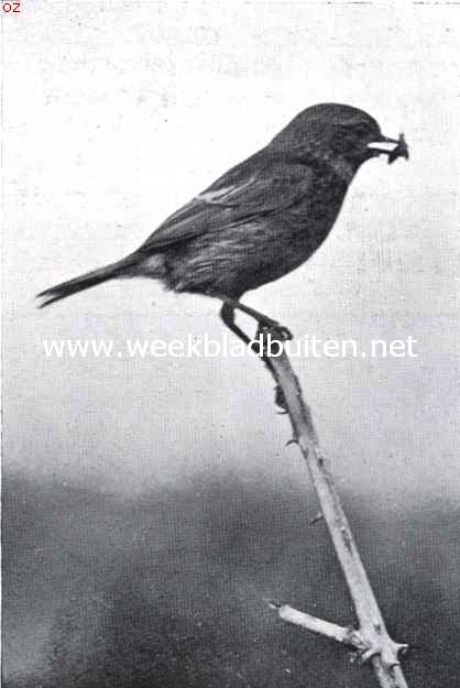 Roodborst-tapuit (vrouwtje)