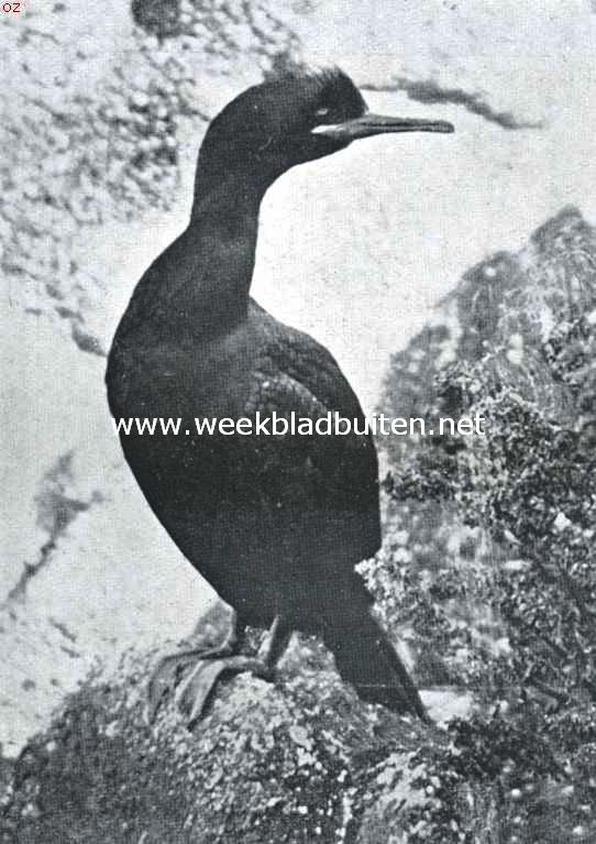 Gekuifde aalscholver 1