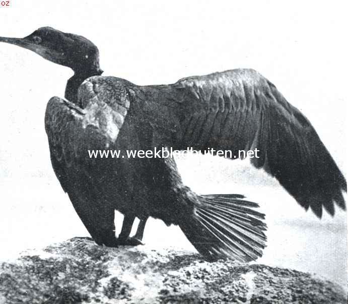 Gekuifde aalscholver 2