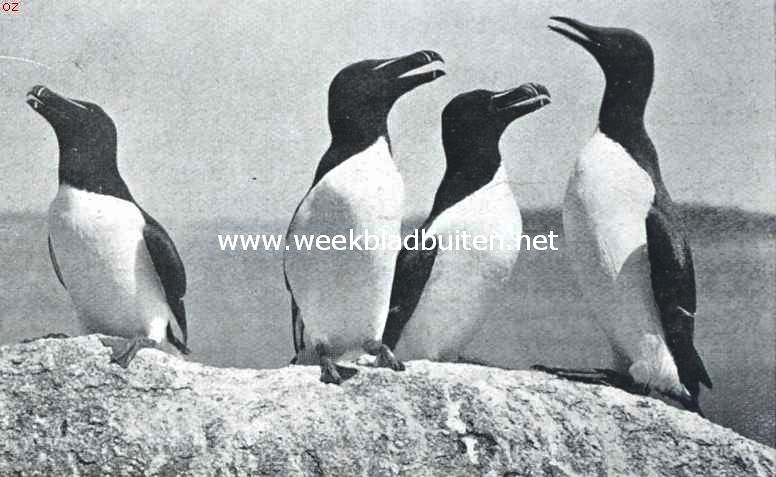 Alken en (rechts) zeekoet