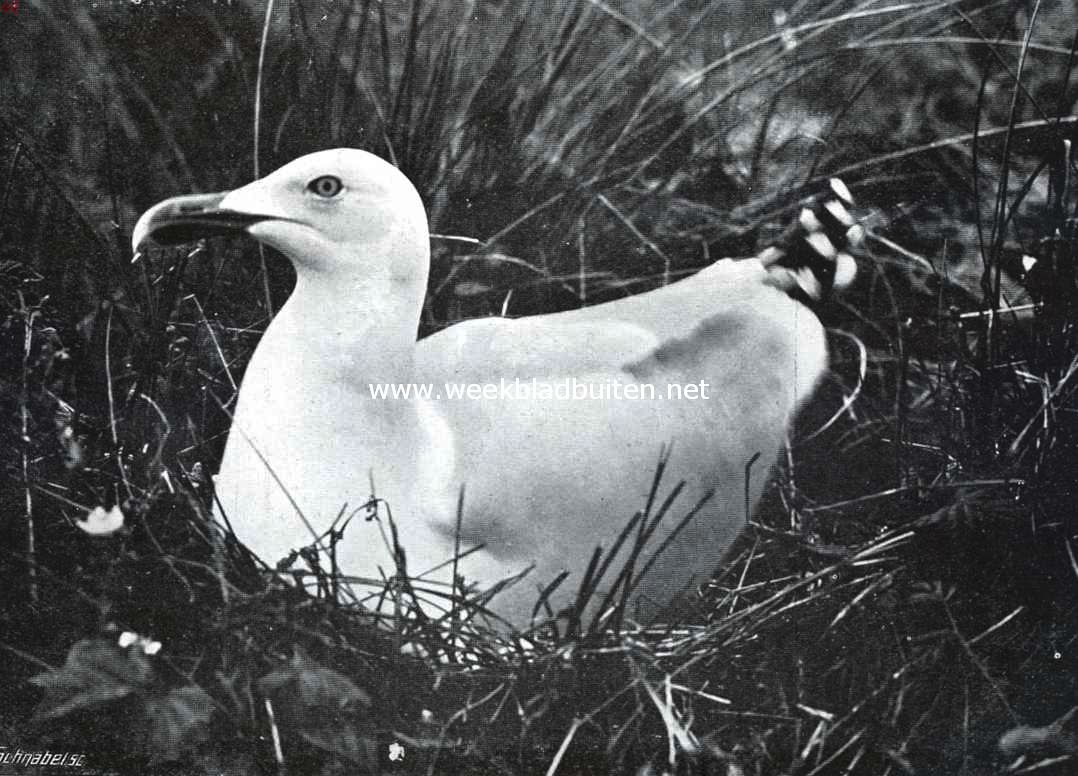 Broedende zilvermeeuw