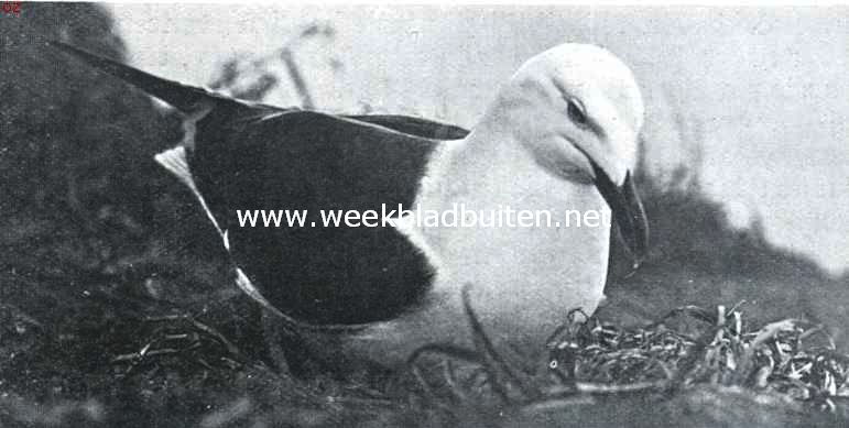 Kleine mantelmeeuw, broedend