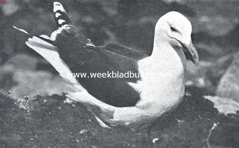 Groote mantelmeeuw, broedend