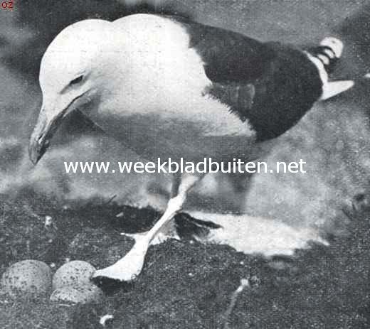 Groote mantelmeeuw bij zijne eieren