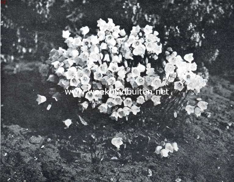 De rotspartij, Campanula Pusilla