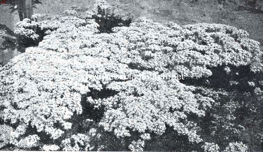 De rotspartij, Sedum Album