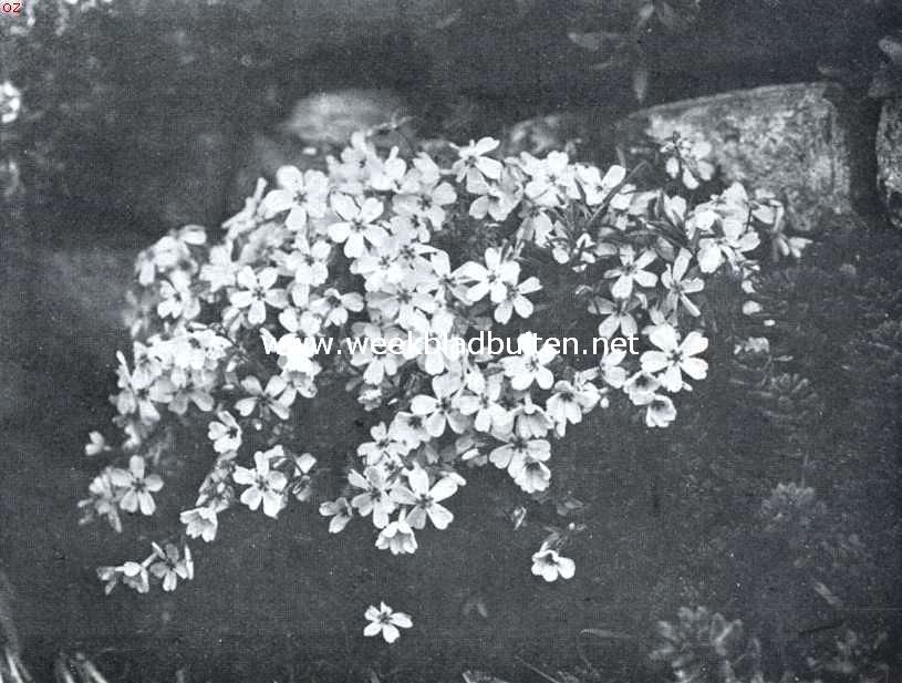 De rotspartij, Phlox Setacea (rose)