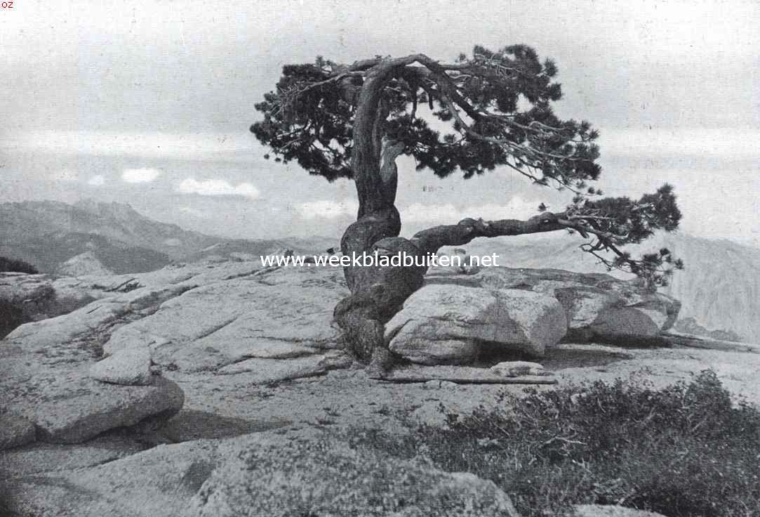 Rotsplateau in het Yosemite National Park