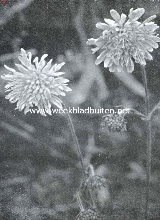 Zomerbloemen. Knautia Arvensis Coulter