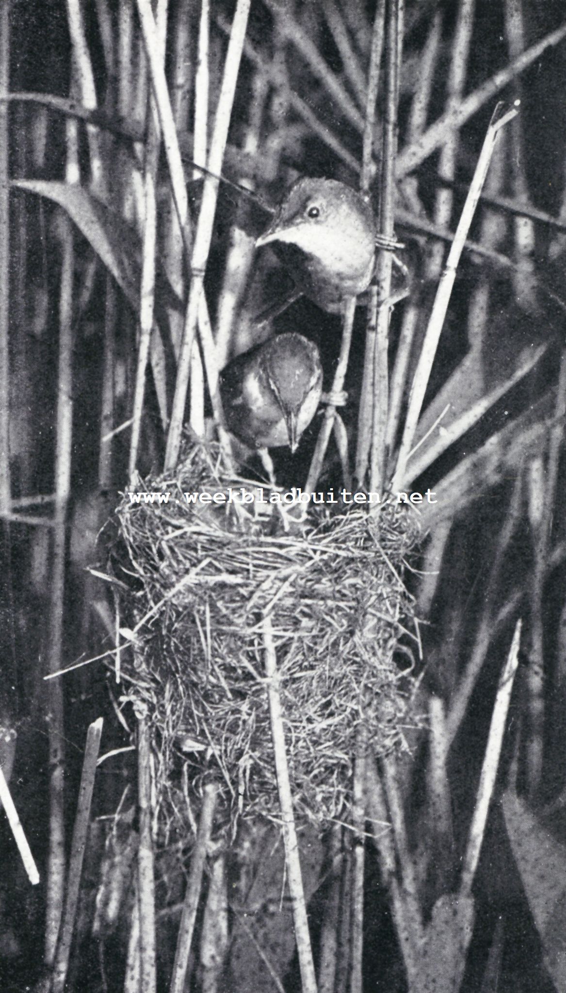 Kleine Karekieten bij hun nest met jongen