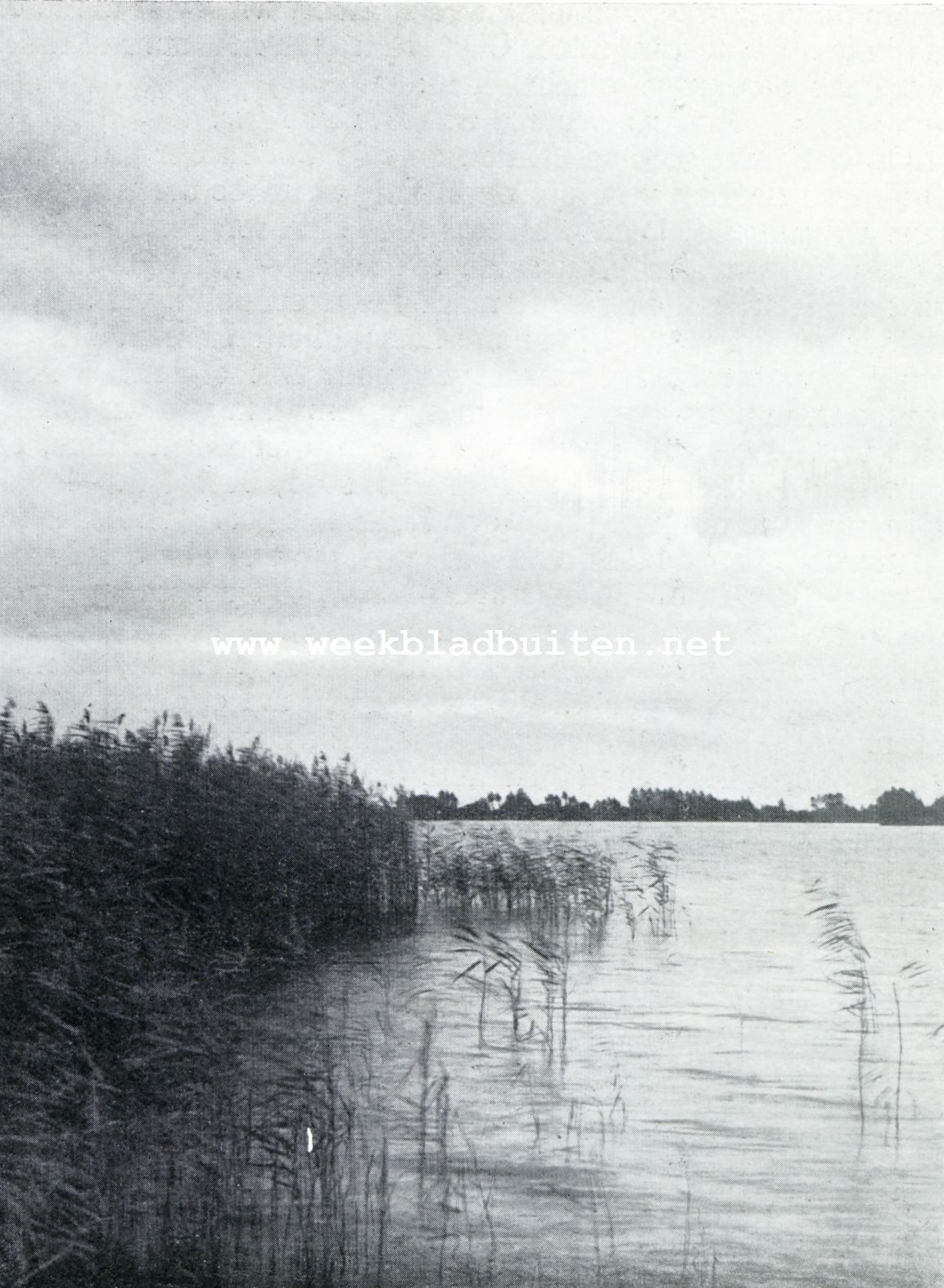 De Reeuwijksche en Sluipwijksche Plassen. Riet en water