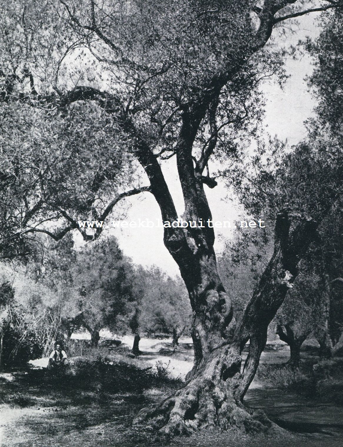 In de olijfgaarden van Provence. Lage olijven (D�partement du 