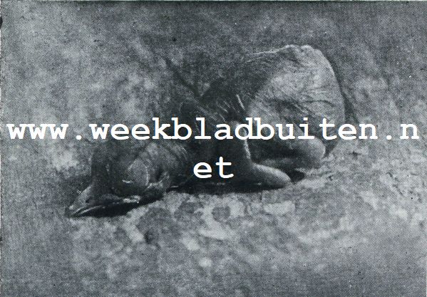 ZOOALS DE JONGE MEREL UIT HET EI KOMT