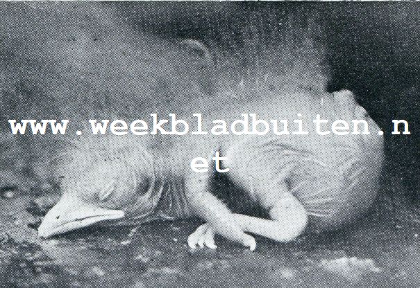 HET ZELFDE JONG TWEE DAGEN LATER