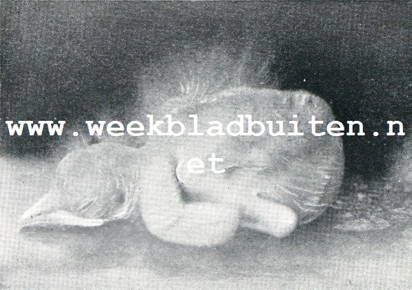 DE 5E LEVENSDAG BEGINNEN POOTEN EN VLEUGELS OPVALLEND TE ONTWIKKELEN