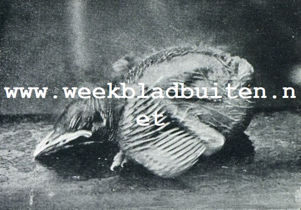 NU HET JONG EEN WEEK OUD IS, KOMEN DE PENNEN WAARUIT DE VEEREN GROEIEN, REEDS PLAATSELIJK DOOR