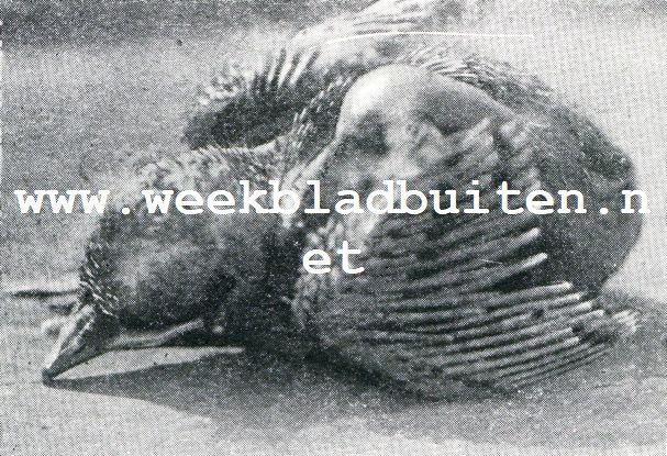 OP DEN 10DEN DAG KOMEN OP VERSCHEIDENE PLAATSEN DE VEEREN PLUIMPJES UIT DE PENNEN