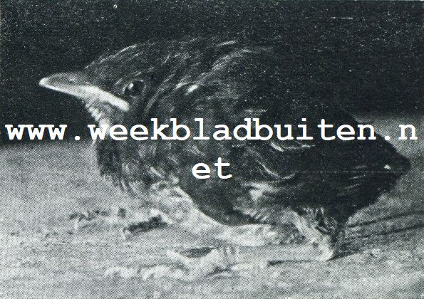 ALS HET JONG DAN OOK OP HET PUNT VAN UITVLIEGEN STAAT, ZIT HET UITGEZONDERD EENIGE BESLOTEN PLEKKEN GOE DIN DE VEEREN