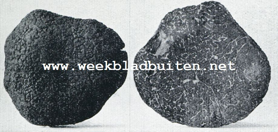 TRUFFELS. 1. DE FRANSCHE TRUFFEL VAN BUITEN EN IN DOORSNEDE; NAT. GR.
