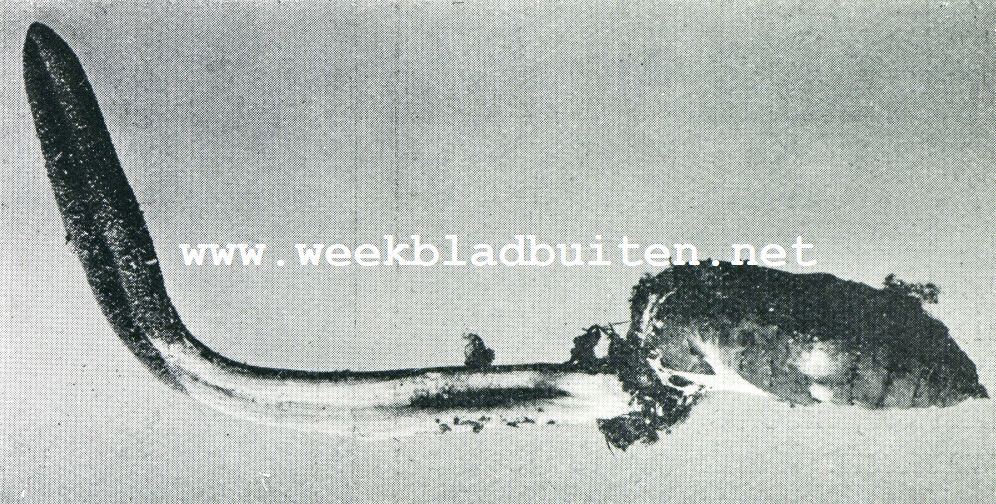 TRUFFELS. 2.  KNOTSZWAM OP VLINDERPOP; NAT. GR.