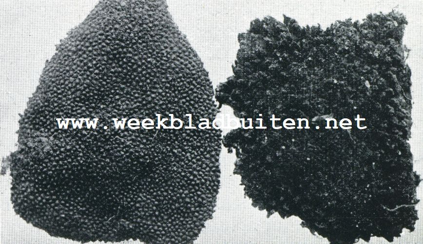 TRUFFELS. 6. HUID VAN DE FIJNE EN VAN RUWE HERTENTRUFFEL. 4X VERGROOT