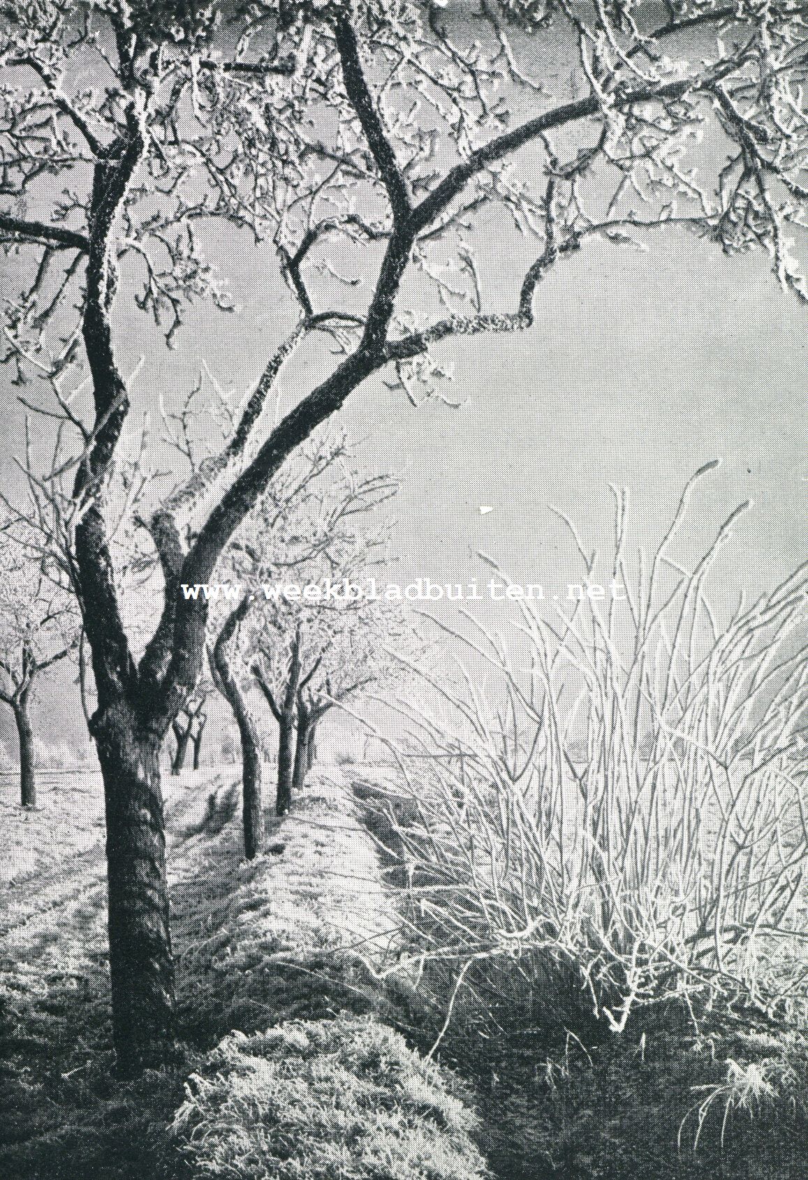 BERIJPTE APPELBOOMEN