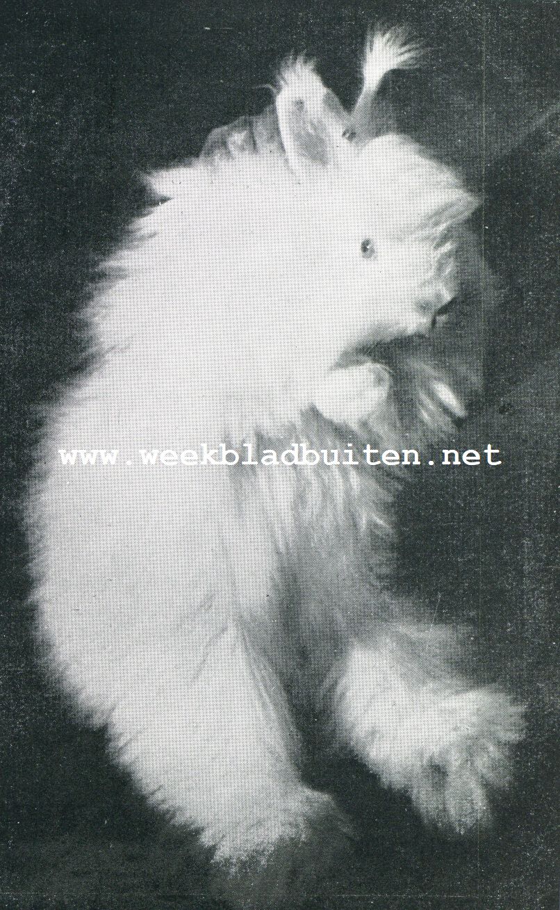 Het Angora konijn en zijn beteekenis voor de wol-industrie. Angora ram vastgehouden op de juiste wijze. Men mag de dieren niet aan de ooren optillen. Men ziet, dat ook kop, buik en pooten rijk behaard zijn