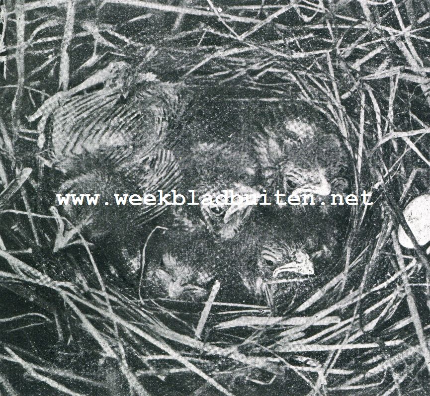 In 't moeras. Rietgorzen. 4. Vijf jonge rietgorzen van ongevere een week oud