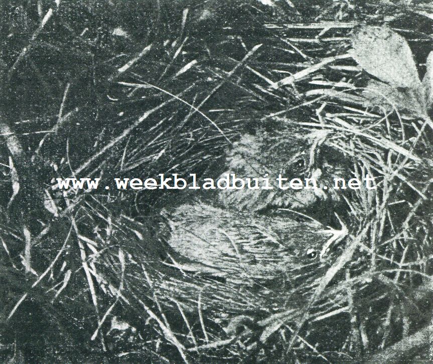 In 't moeras. Rietgorzen. 5. Twee jonge rietgorsjes in het nest, dat ze kort na de opname verlieten