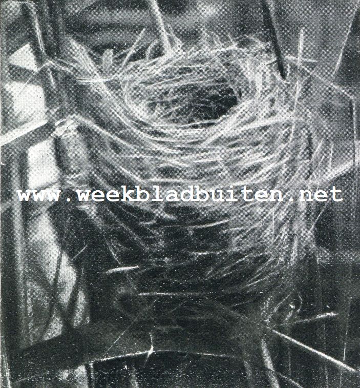 In 't moeras. Van geelgorzen en een kleine karekiet. Een karekietnestje in natuurlijken stand