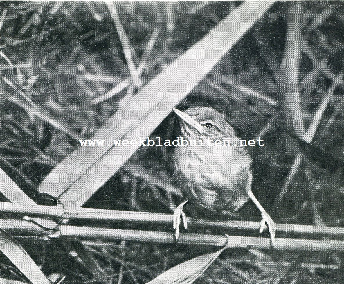 In 't moeras. Van geelgorzen en een kleine karekiet. De jonge, kleine karekiet juist gereed om, op het lokken van de ouders, de sloot over te vliegen