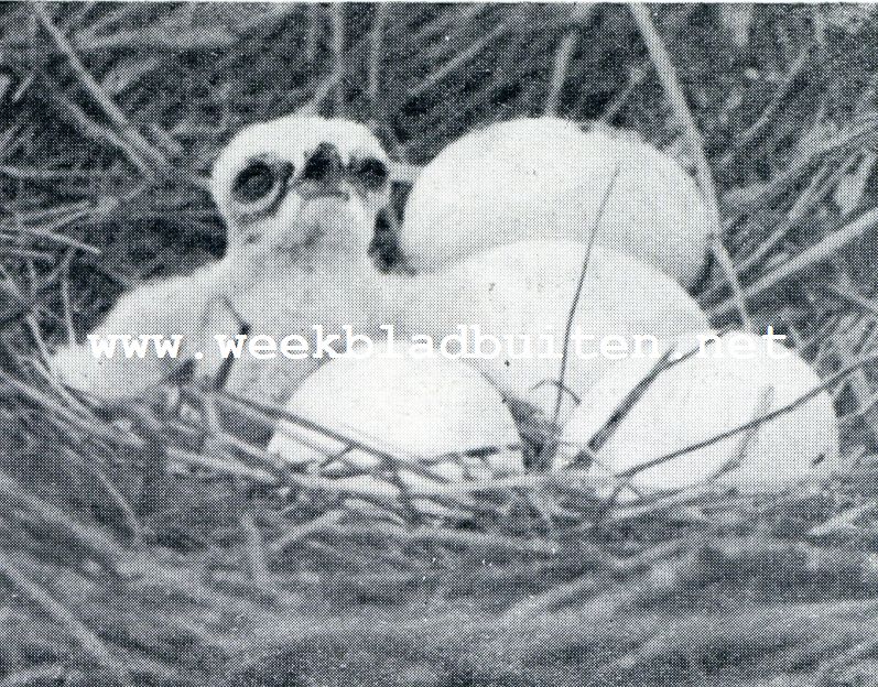 Zwerftochten door de wildernissen van Giethoorn. Zwerftochten om Giethoorn. Nest van een bruinen kiekendief. 't Achterste ei is aangepikt