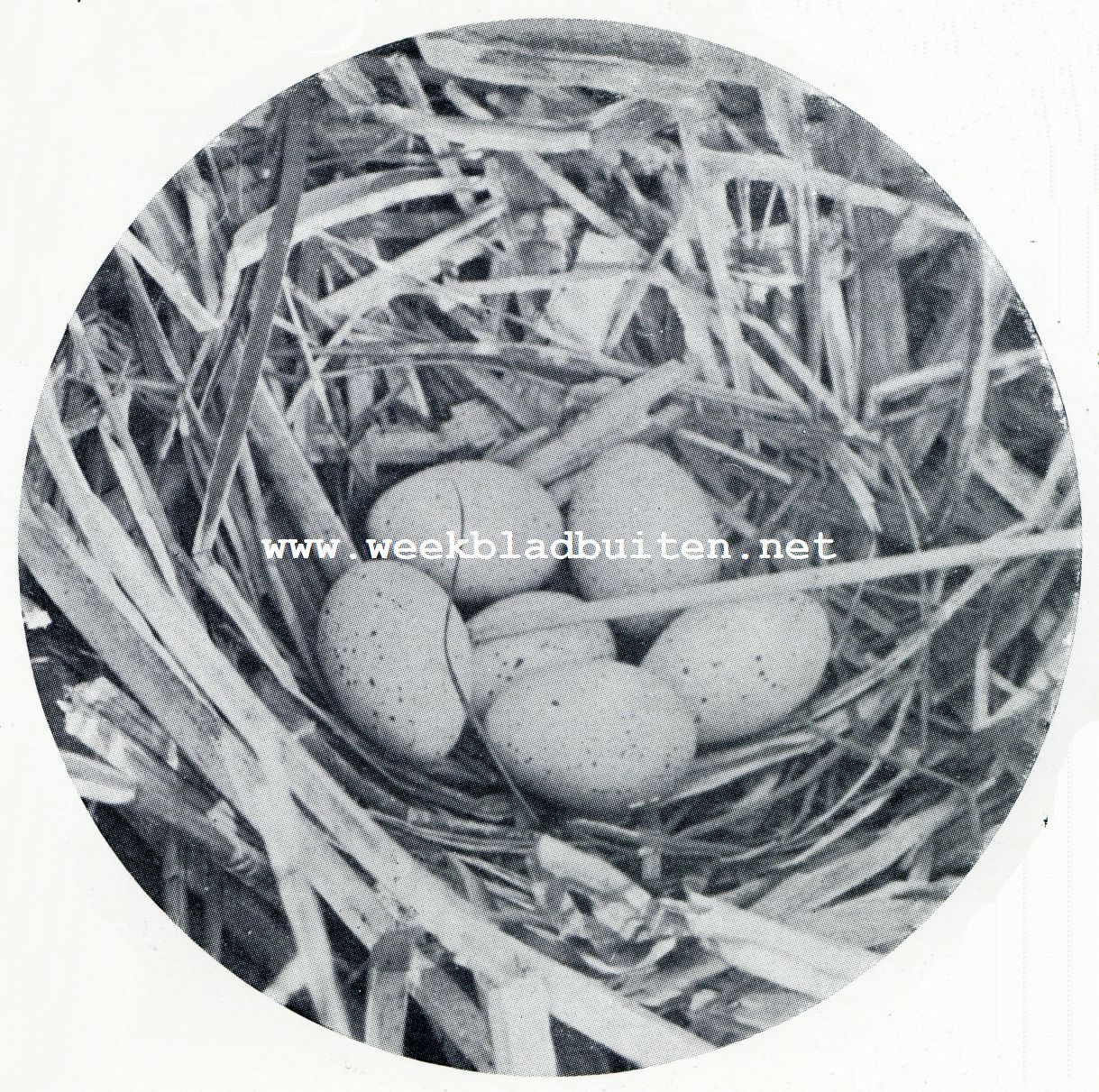 Zwerftochten door de wildernissen van Giethoorn. Zwerftochten om Giethoorn. Nest van een meerkoet