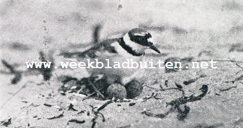 Plevieren en plevieren. Bontbekplevier