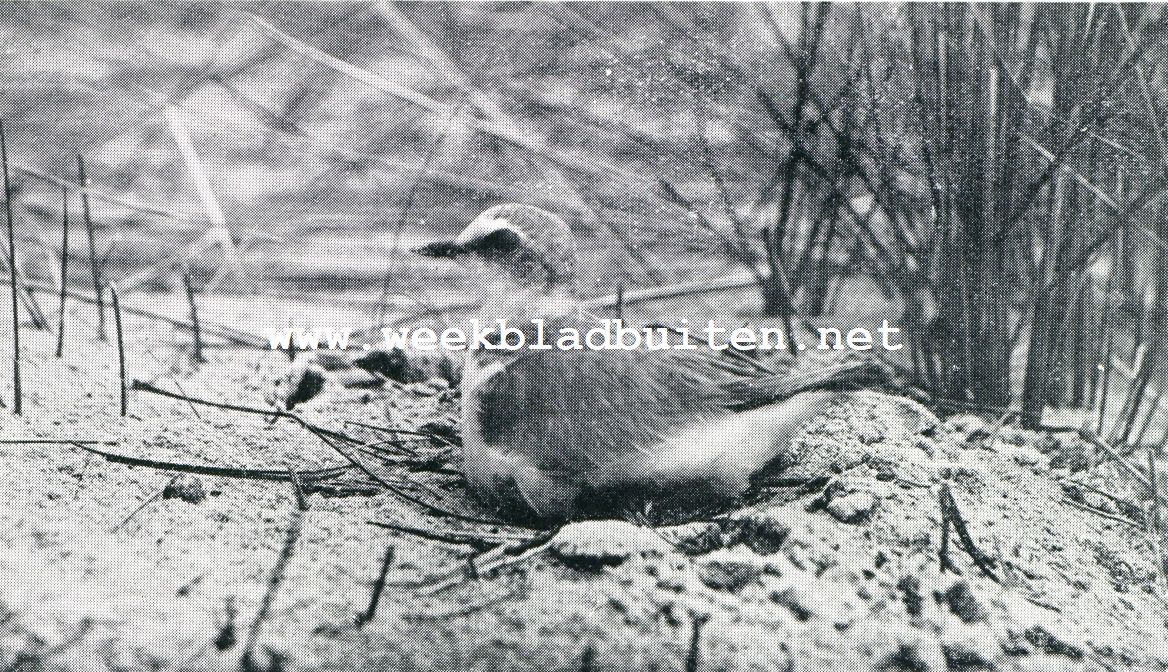 Plevieren en plevieren. De strandplevier