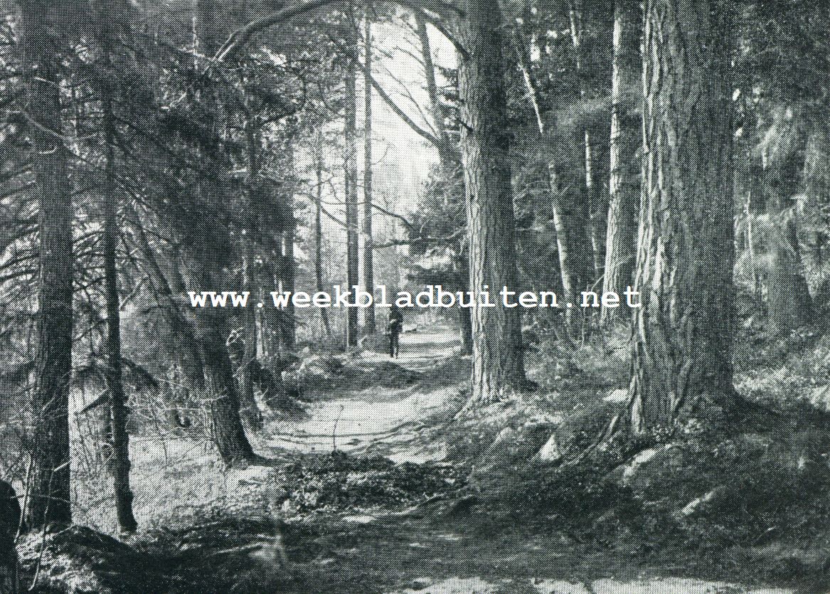 Finland. In de wouden, Finland's eenige rijkdom