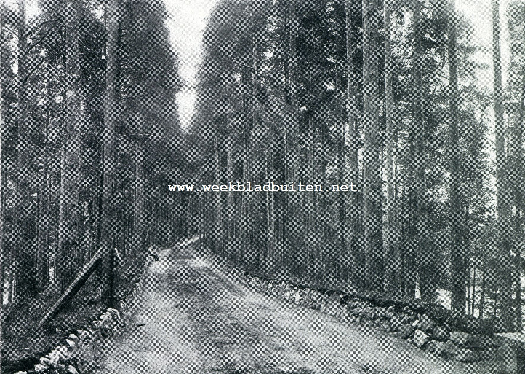 Finland. Een natuurlijke brug: de heuvelrug van Punkaharju