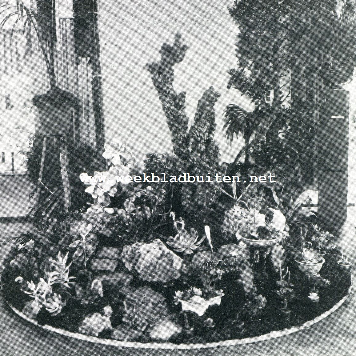 Een oudje. De groote cactus op den achtergrond is 85 jaar oud