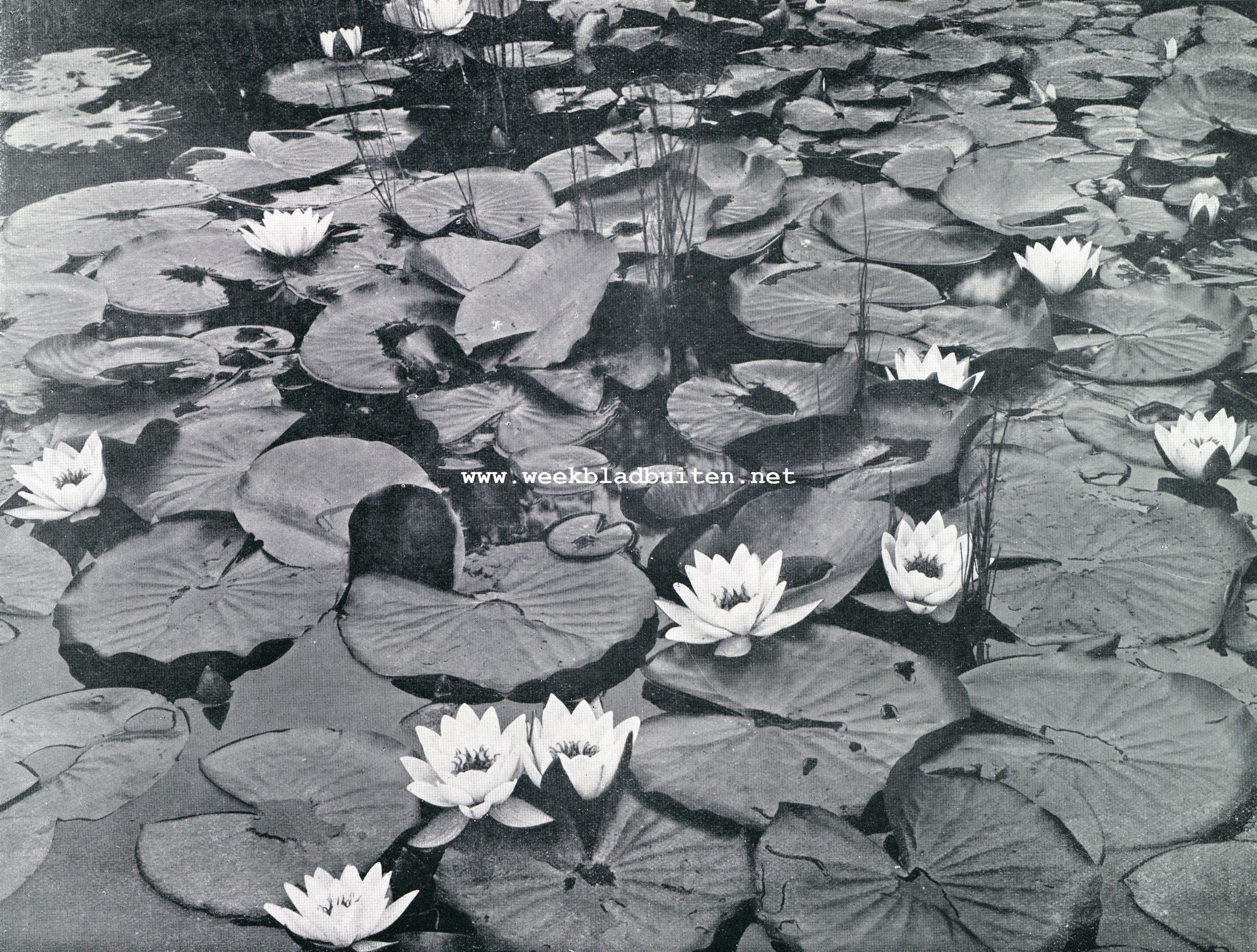 Nymphaea's. Een partij Nymphaea Candidissima Rosea