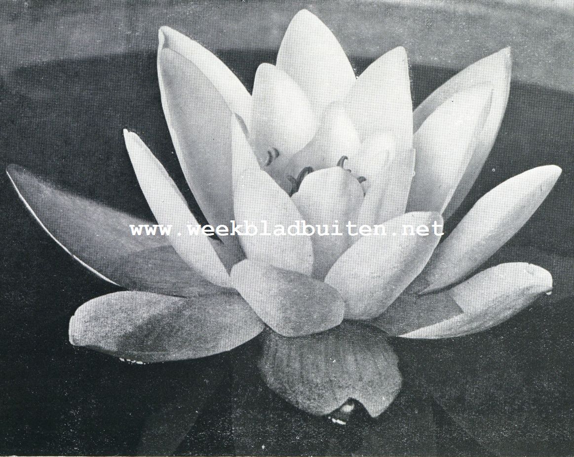 Nymphaea's. Nymphaea Colossea