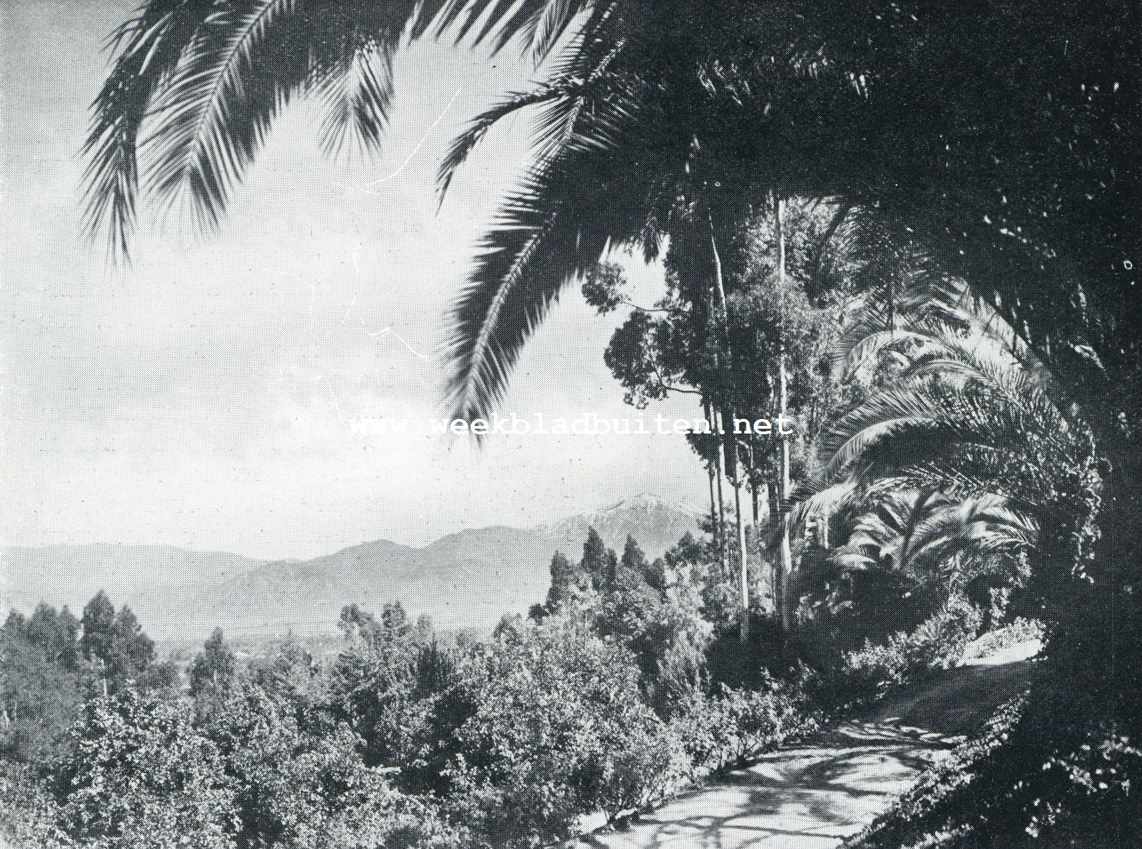 Californische plantengroei. De sub-tropische plantengroei van Zuid-Californi