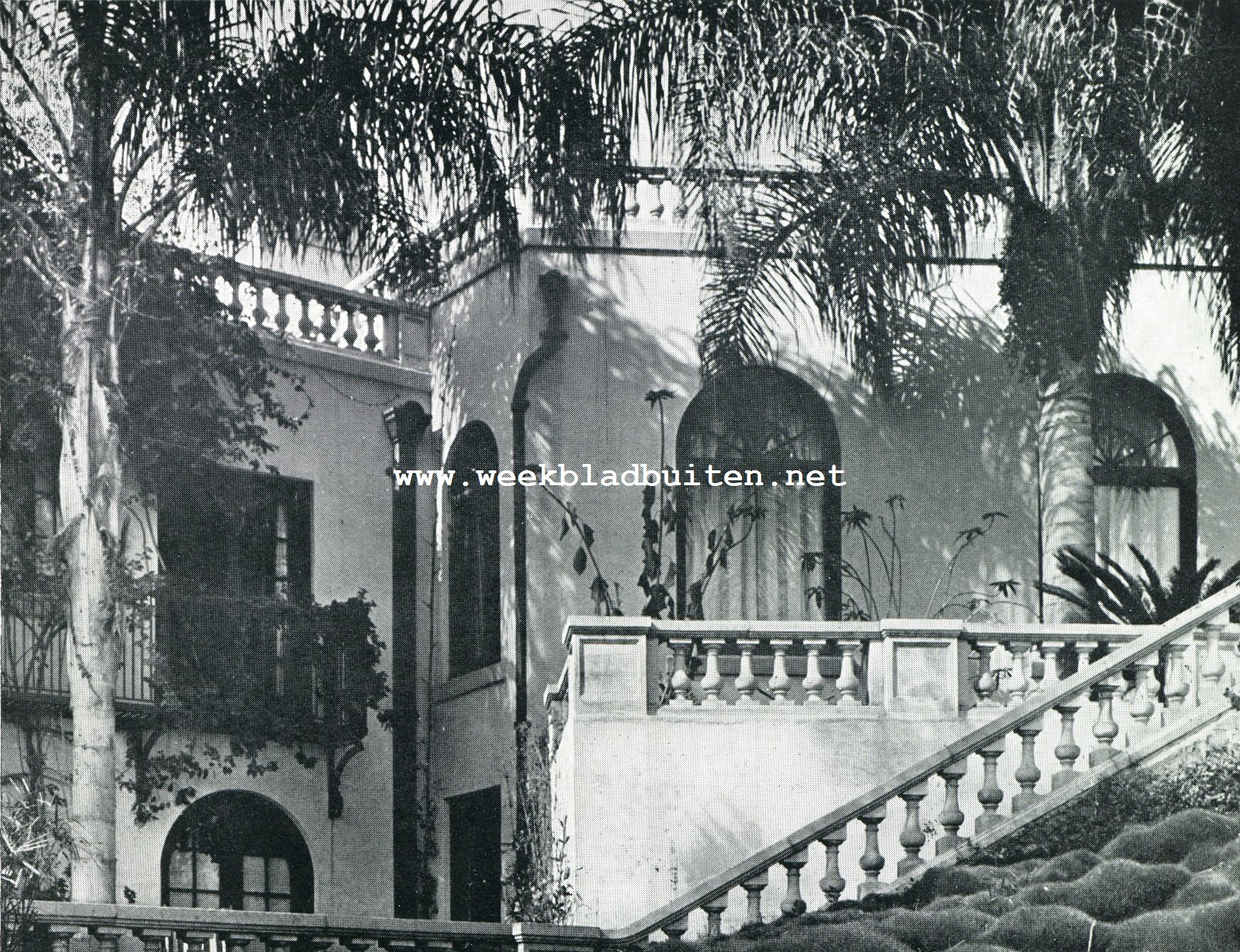 Californische plantengroei. Koreaansch gras, dat nooit behoeft worden gemaaid