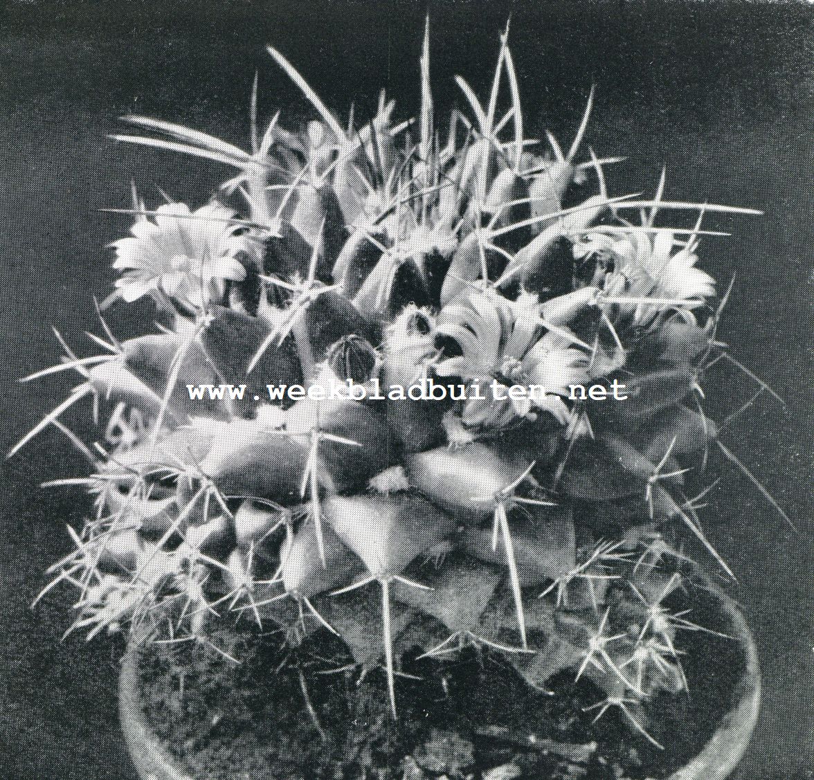 Mam. Centricirrha met lila bloemen. Orig. Grootte