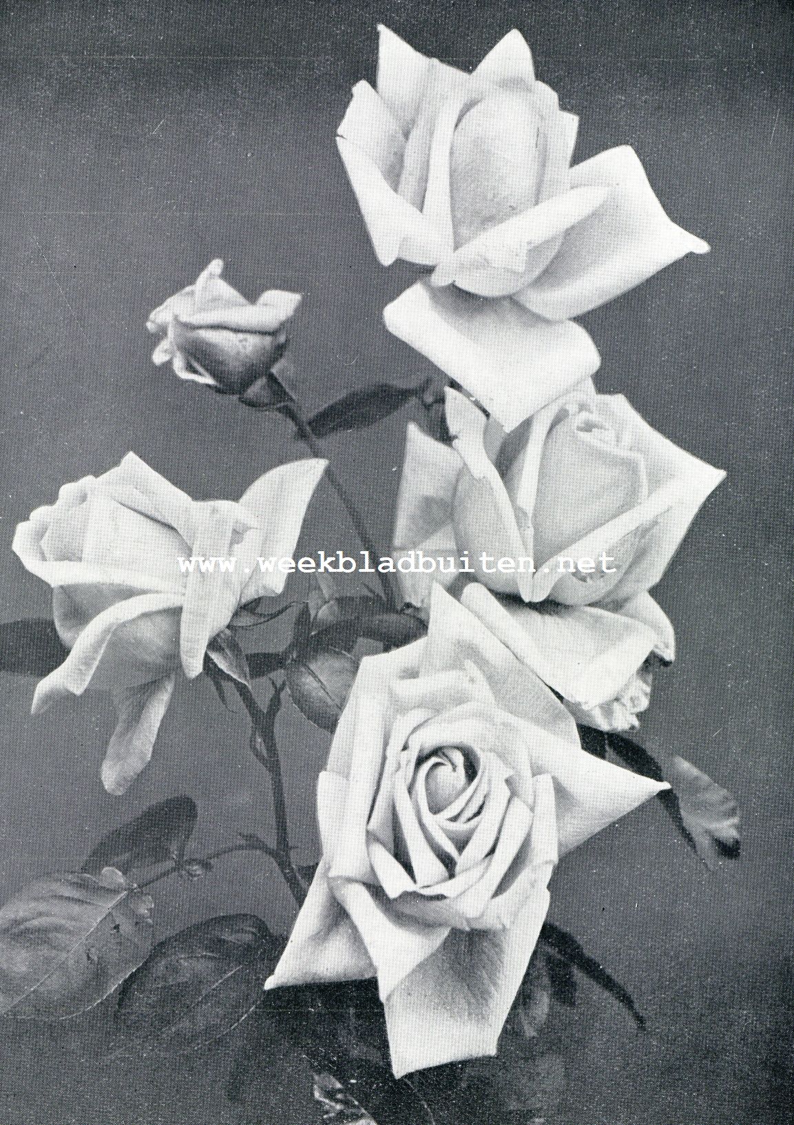 Mijn eigen tuin. Madame Abl Chateroy