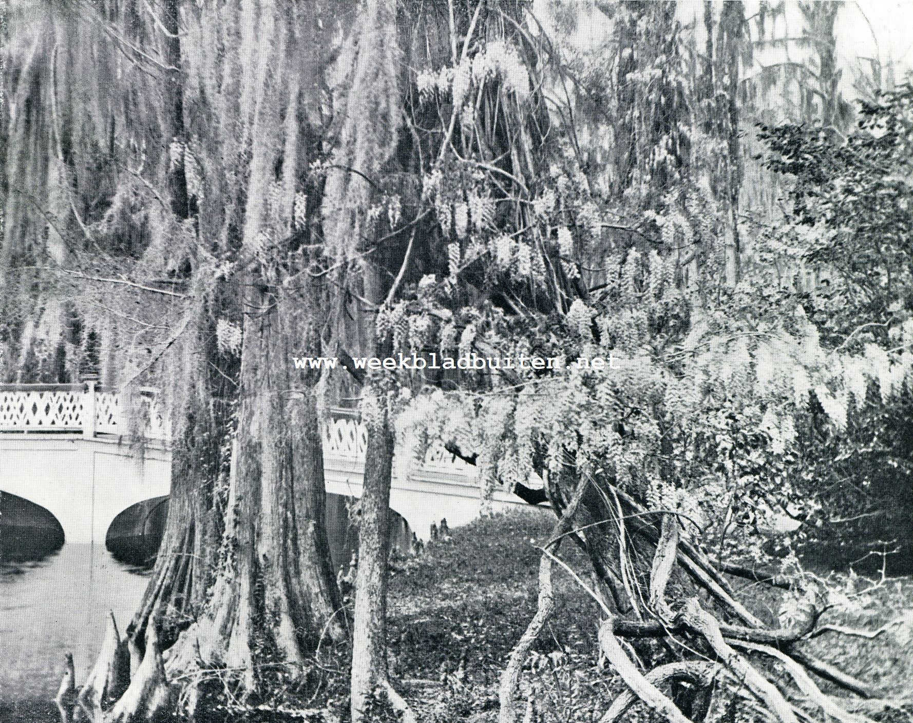 Charleston. De magnolia-tuinen. Achter het Spaansche mos op de cypressen ziet men wisteriabloemen