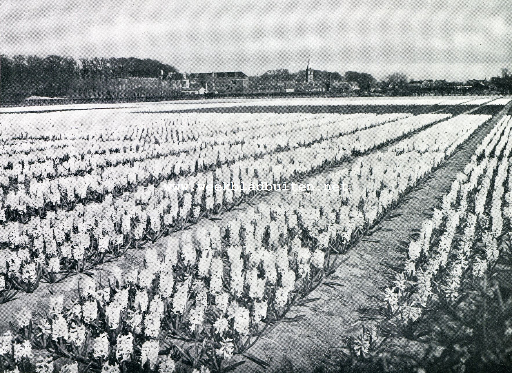 Hillegom. Veld met witte hyacinten: daarachter het dorp met de Hervormde Kerk