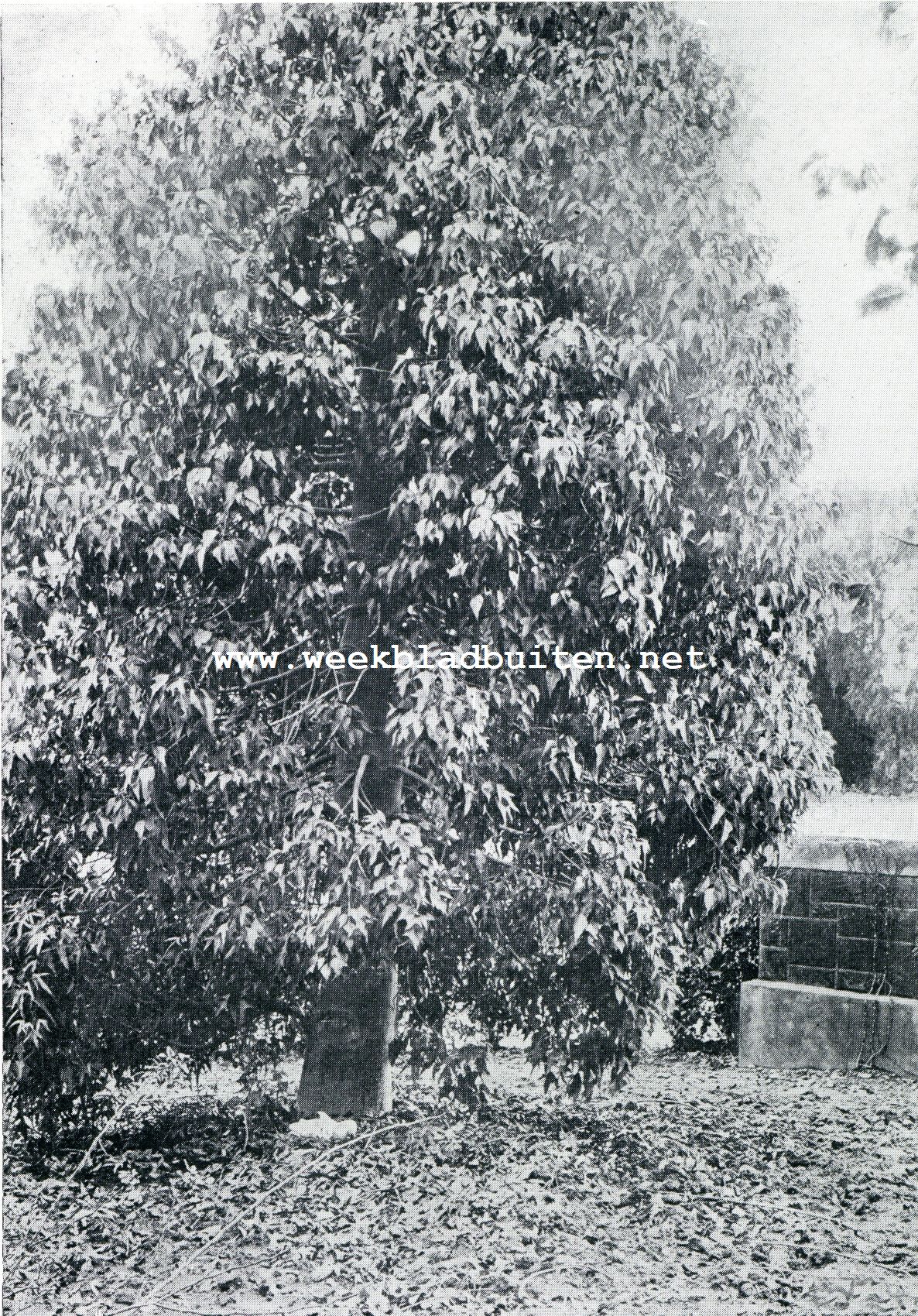 Victoriana Bottle Tree, Pasadena California