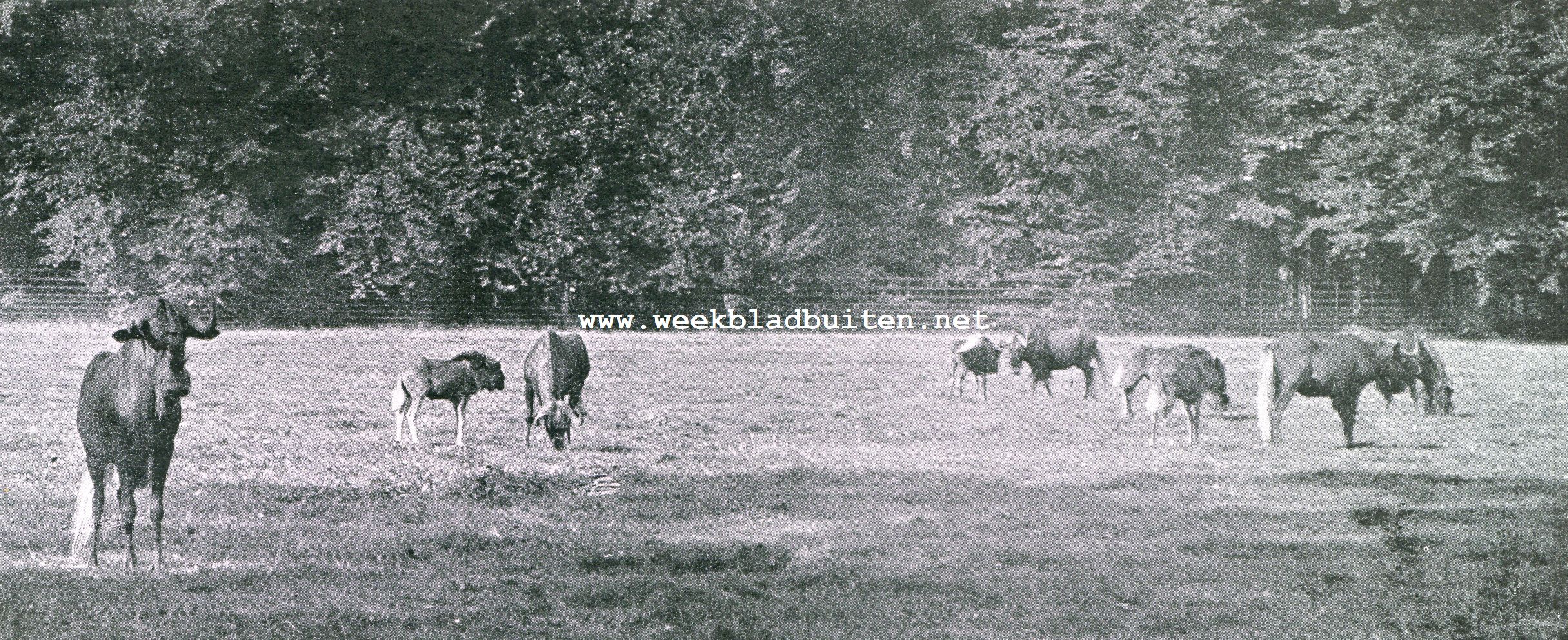 Bij den 70sten verjaardag van den eigenaar van Gooilust, de heer F.E. Blaauw. Kudde witstaartantilopen in de weide