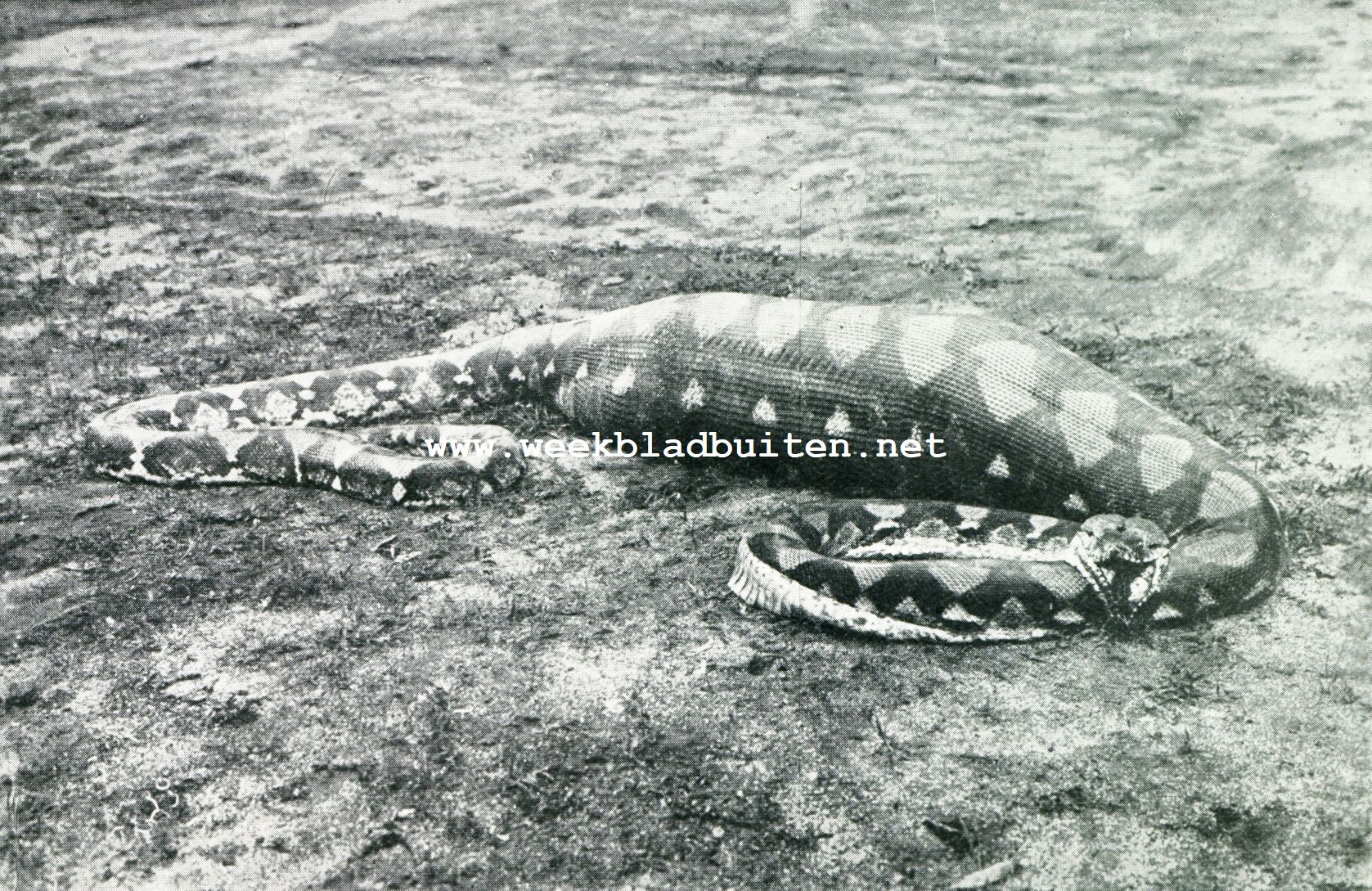 EEN PYTHON OP SUMATRA, DIE ZOOEVEN EEN WILD VARKEN HEEFT VERSLONDEN