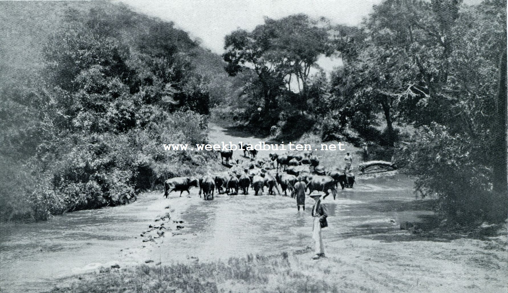 De raadselen en het wonder van Zuid-Rhodesia. Ossen keeren na gedrenkt te zijn naar het werk terug